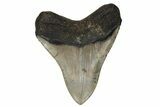 Serrated, Fossil Megalodon Tooth - North Carolina #236764-2